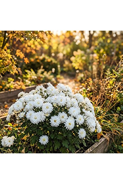 Bloom & Sow Seed White Autumn Chrysanthemum Seeds – Multi-flowering Ornamenta...