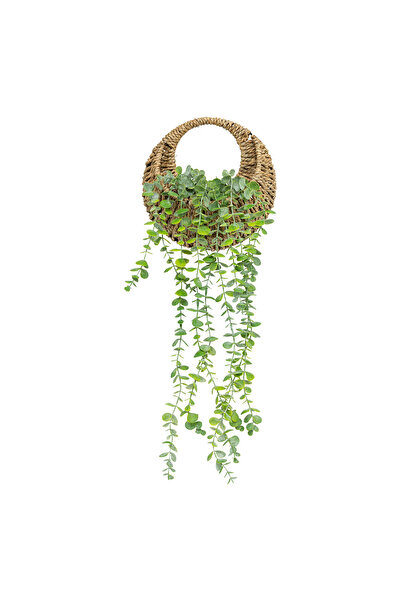 RADIONAT , Planta suspendata artificiala Atmosphera Eucalyptus Zea, in cos im...