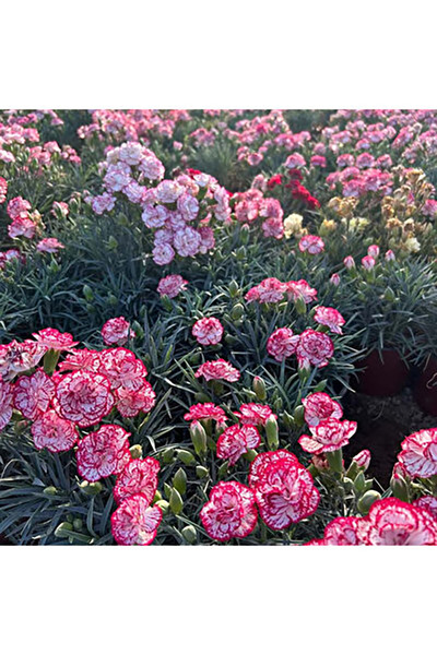Bloom & Sow Seed بذور ديانتوس متعددة الألوان - نباتات متعددة الأزهار تزدهر عل...
