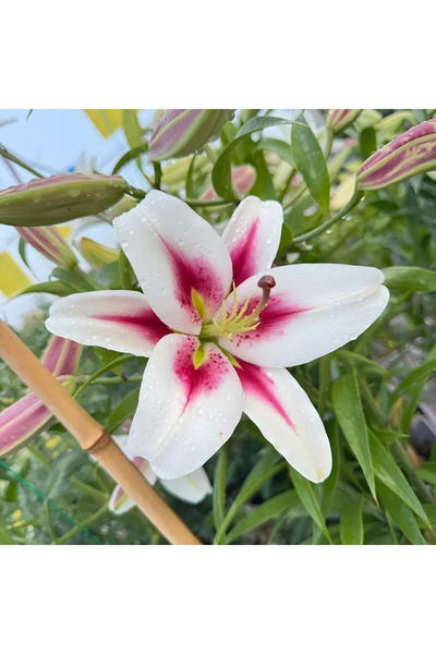 Bloom & Sow Seed بذور زنبق آسيوي متعددة الألوان (بتلات بيضاء مع مراكز حمراء) ...