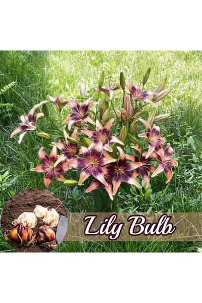 Bloom & Sow Seed بصيلات زنبق آسيوي ثلاثي الألوان مرقط، زنبق زينة دائم، زهور م...