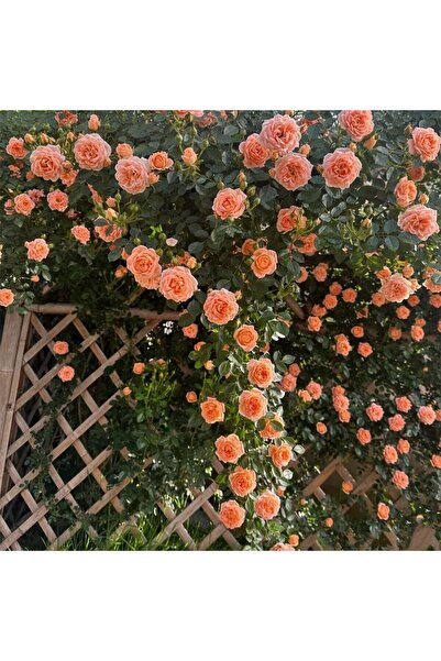 Bloom & Sow Seed بذور الورد المتسلق ذات الأزهار المتكررة بلون المشمش والبرتقا...