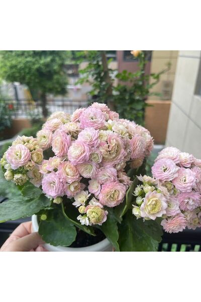 Bloom & Sow Seed نبات الكالانشوي الوردي الفاتح المزدوج ذو الكشكشة، سهل العناي...