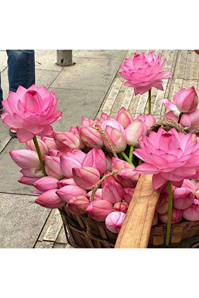 Bloom & Sow Seed Vibrant Pink Lotus Blooms & Buds, Long Vase Life for Home De...