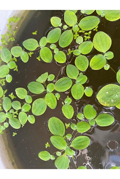 Koçlar Pistia stratiotes Su marulu Küçük Boy 2cm -3 cm ve 2-3 yapraklı 10 Ade...