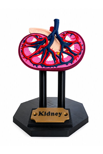 3D Böbrek Anatomi Modeli – İnsan Böbreği Kesitli Eğitim Maketi – Masaüstü Anatomi Dekoru