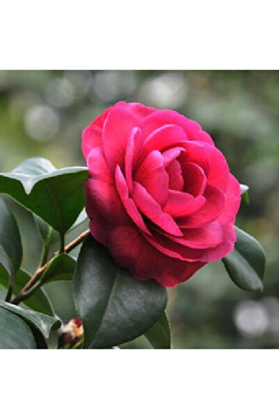 Bloom & Sow Seed بذور الكاميليا ذات البتلات المزدوجة باللون الأحمر الساطع، نب...