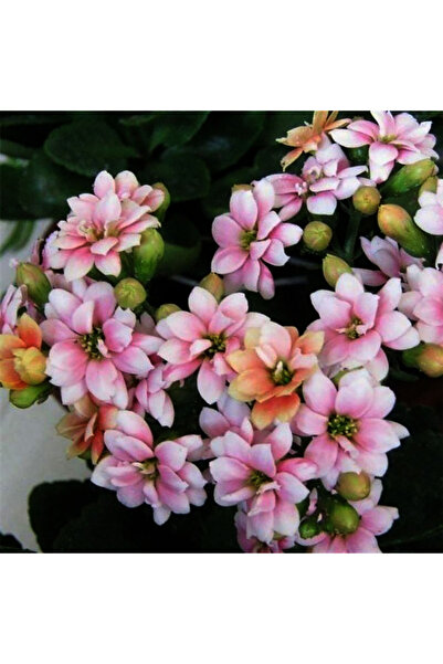 Bloom & Sow Seed Pink‑Edge Double Kalanchoe Seeds, Perennial Succulent Flower...