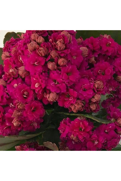 Bloom & Sow Seed Dark Rose Double Kalanchoe Blossfeldiana Seeds, Long‑Floweri...