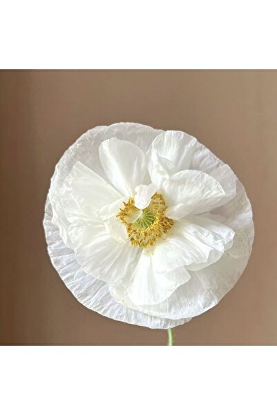 Bloom & Sow Seed Pure White Iceland Poppy Seeds, Thin Silk‑Like Petals, Hardy...