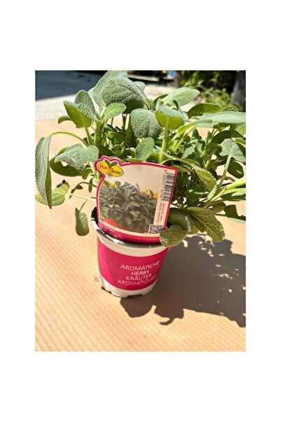OEM Salvia aromatică forte, plantă în ghiveci