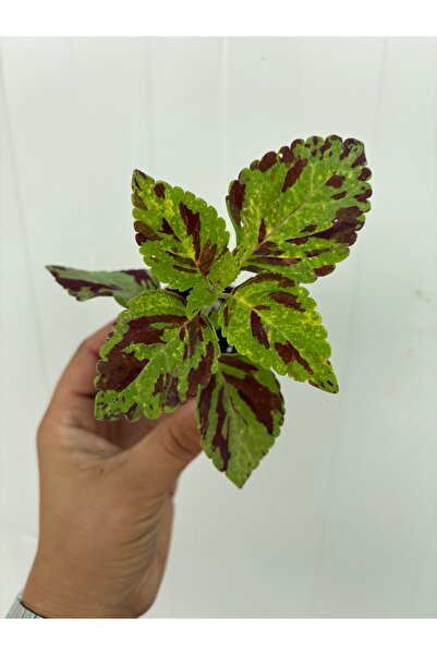 nazlı çiçekçilik Yaprak Güzeli Coleus 5,5’luk Saksıda Fide