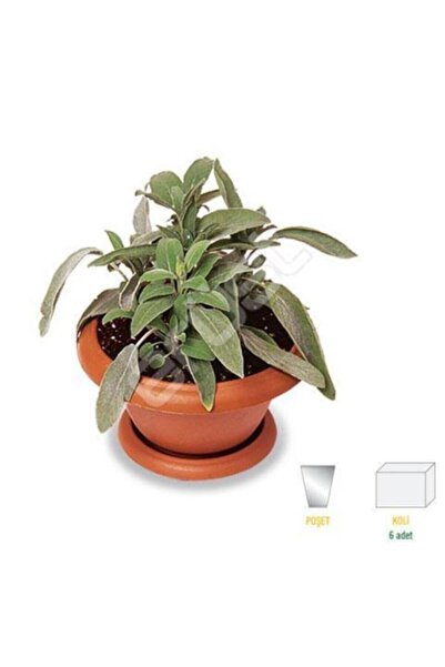 BİORGANİX Saksılı Tıbbi Adaçayı Fidanı 10-20 cm 5 Adet