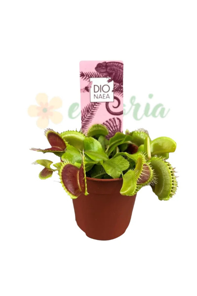Eufloria Dionaea muscipula Ø8.5cm