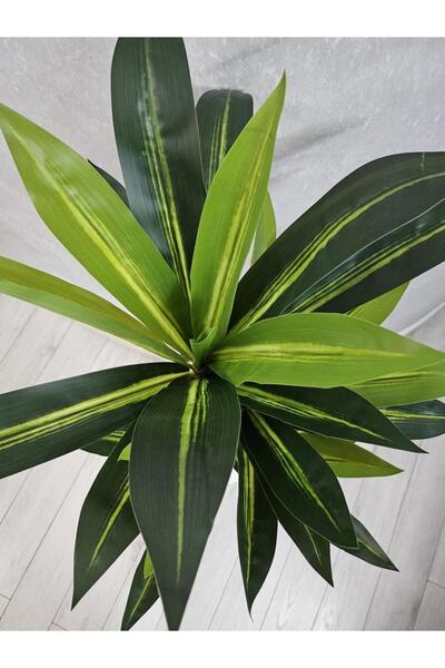 OEM Dracaena fragrans 90cm