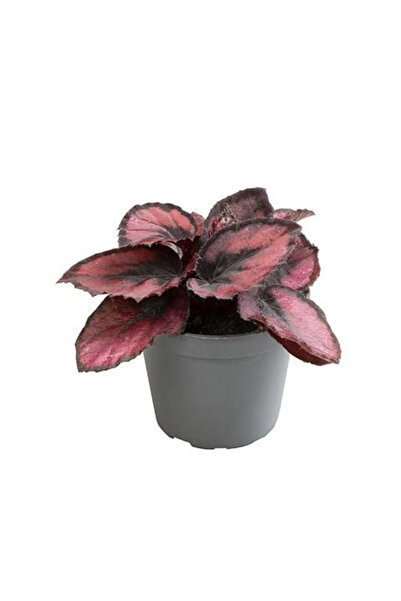 Eufloria Begonia Culori Magice Red Kiss Ø6cm