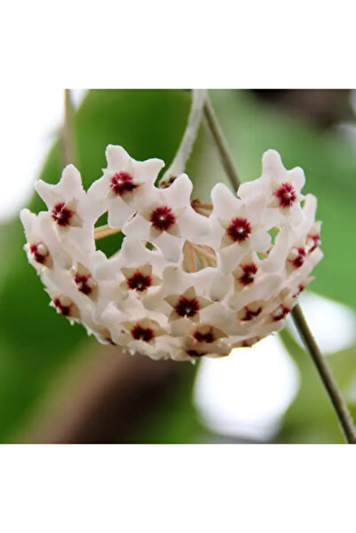 Eufloria Hoya bonii Ø7cm