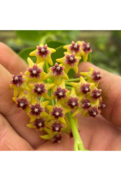 Eufloria Hoya cumingiana Ø6cm