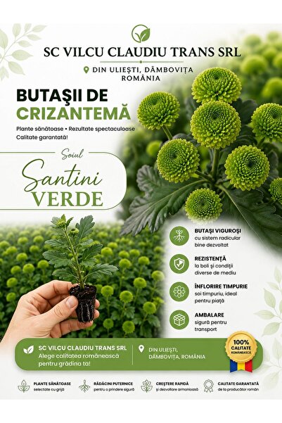 OEM Butași Crizantemă Santini Verde 5Buc