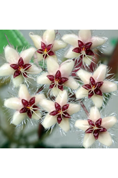 Eufloria Hoya flagellata 'Silver' Ø7cm