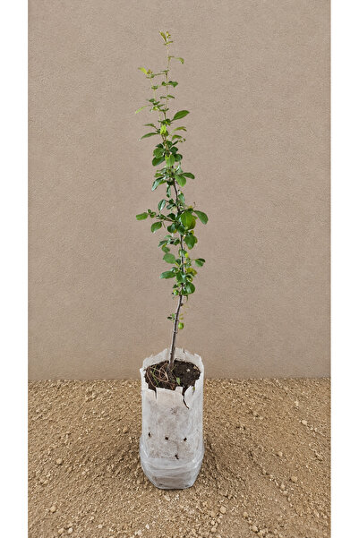 Vasada Japon Ayvası Çit Fidanı 4’lü Set Chaenomeles Japonica (Cydonia Japonica) Tüplü 30-40 cm