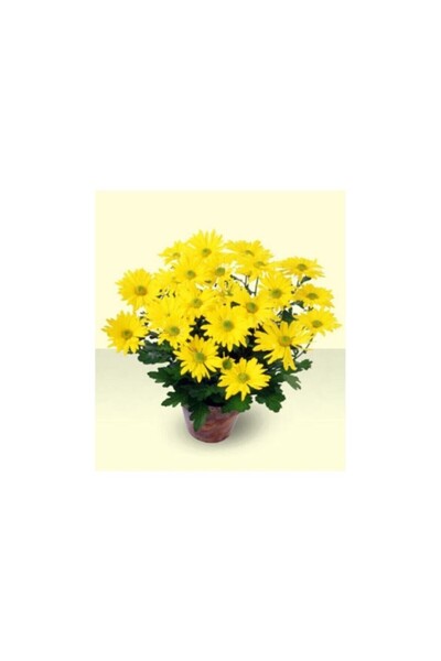 Genel Markalar Bodur Kasımpatı Krizantem Chrysanthemum Sarı 10-20 cm