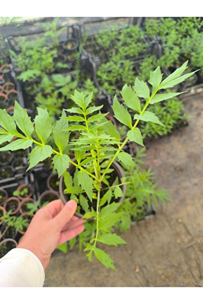 artemisiatıbbibitki Kedi Otu (valerian) Fidesi 8 Cm Saksıda
