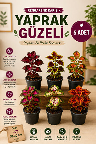 serada decor & plant Mini Saksıda 6 Adet Karışık Çeşit Yaprak Güzeli Coleus Set
