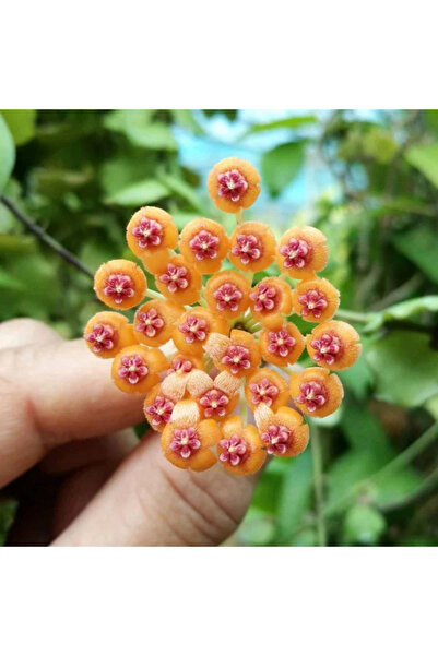 Eufloria Hoya endauensis Ø7cm