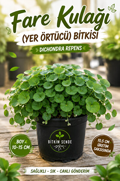 Bitkim Sende Dona Dayanıklı Dichondra Repens Fare Kulağı Saksılı 10-15cm