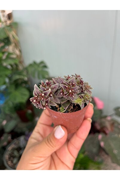 nazlı çiçekçilik Crassula Exilis Sukulent 5,5lik Saksıda