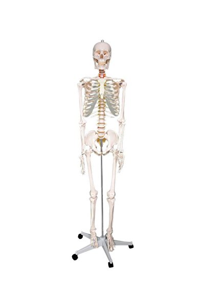 Temel Büyük İskelet Modeli 160 Cm