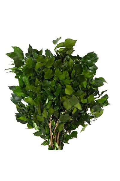 Verdissimo Hedera Arborea Ivy stabilizată, Verde intens, Verde, 50 cm