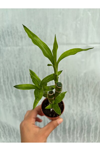 nazlı çiçekçilik Şans Bambusu Lucky Bamboo 5,5’luk Saksıda