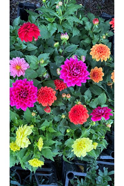 GARDENLİFEBOTANİK Yıldız çiçeği