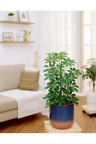 Generic شجرة شيفليرا أربوريكولا كومباكتا المصغرة - وعاء بلاستيكي - 30 إلى 40 سم