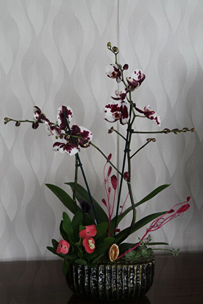Home Çift Dallı Alacalı (Benekli) Phalaenopsis Orkide Aranjmanı