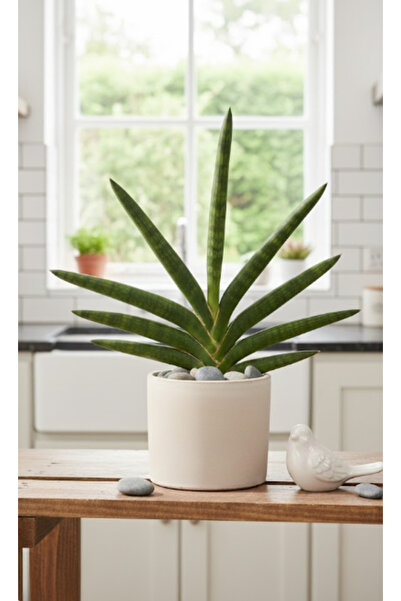 Generic Sansevieria Motum Kenya - 25cm to 30cm