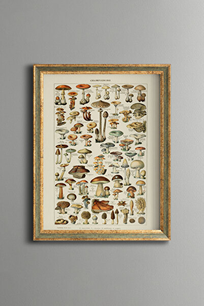 epiqart Botanical Mushroom Illustrations - Vintage Patterned Frame - Fine Model