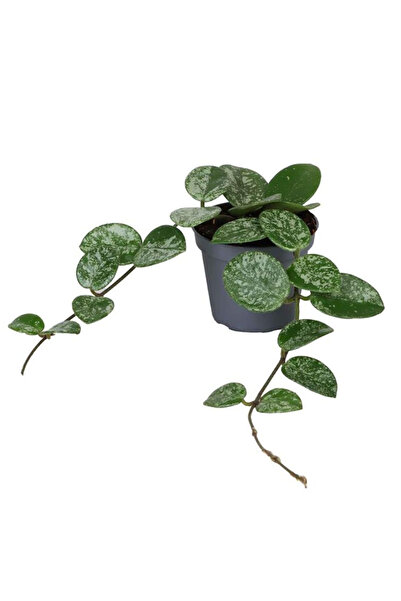 Eufloria Hoya 'Mathilde Splash' Ø12cm