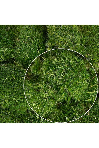 Roberto Rossi Muschi conservati bombati mini 210g. verde inchis RR1