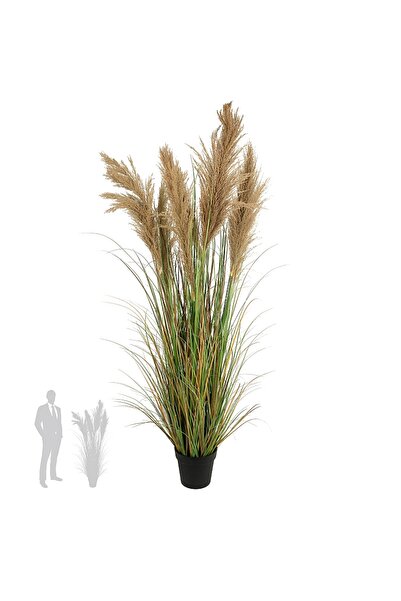 Roberto Rossi Iarba artificiala Onion 170 cm cu 7 flori naturale de pampas bej