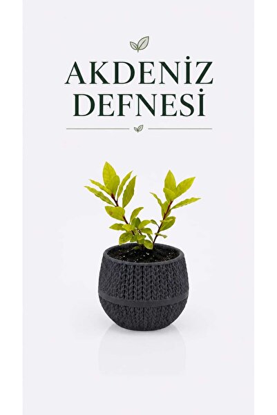 pati nefes Canlı Akdeniz Defnesi Fidesi Aromatik Mutfak ve Bahçe Bitkisi 2 Kö...