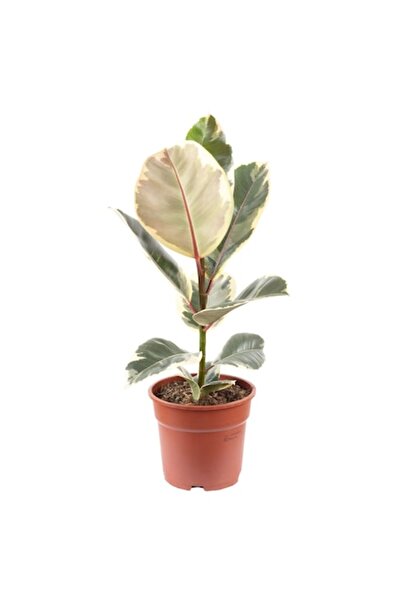 OEM Plantă de interior Ficus elastica Tineke bicolor, înălțime 60-65 cm, denu...