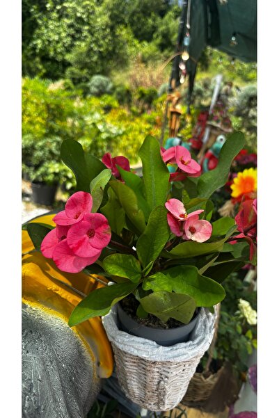 GARDENLİFEBOTANİK Dikenlerin tacı canlı cıcek