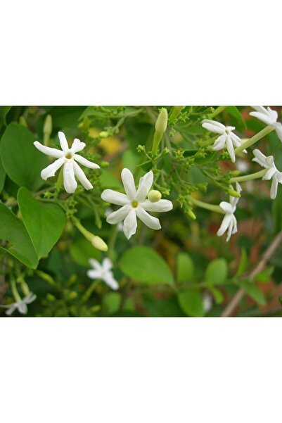 Green Health ΒΟΤΑΝΟ ΓΙΑΣΕΜΙ 1ΤΕΜ 50gr