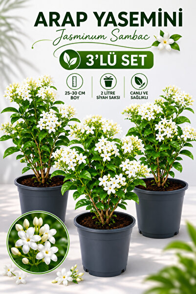 Rosemary Garden 3'lü Set Mis Kokulu Arap Yasemini Fidanı (Jasminum Sambac) - ...