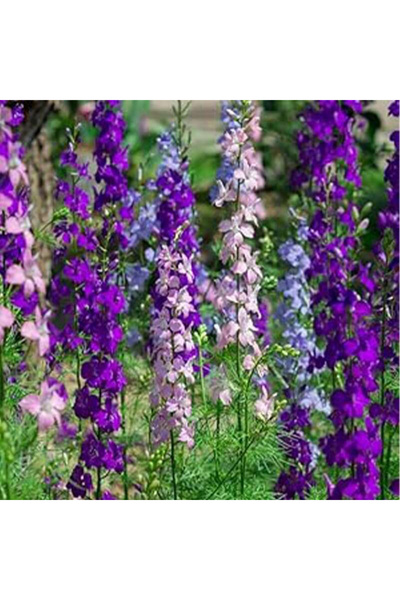 123 High Germination Delphinium Astraea Wildflower Seeds Mixed Pack, Suitable...