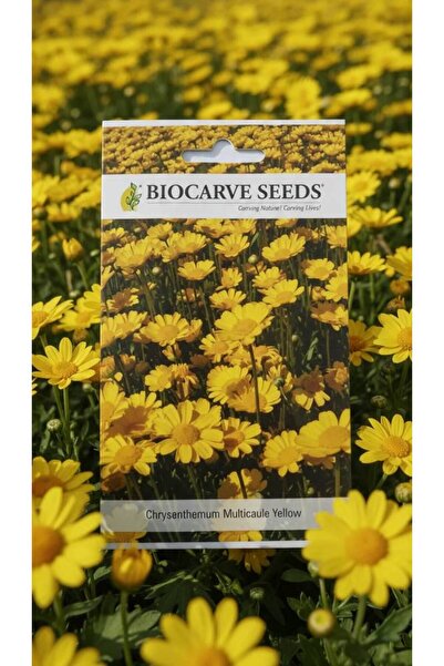 OEMS Chrysanthemum multicaule yellow