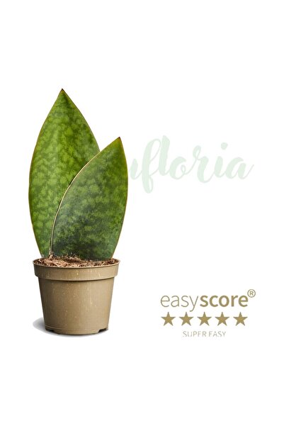 Eufloria Сансевиерия масоания 'Китова перка' Ø6см